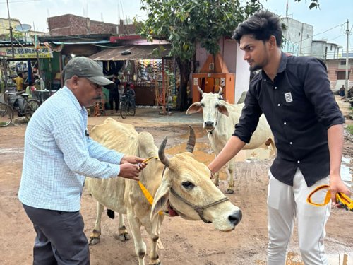 जिले में पशुओं के कारण होने वाली दुर्घटनाओं को रोकने के लिए पशुओं में लगाया गया रेडियम बेल्ट एवं पेंट