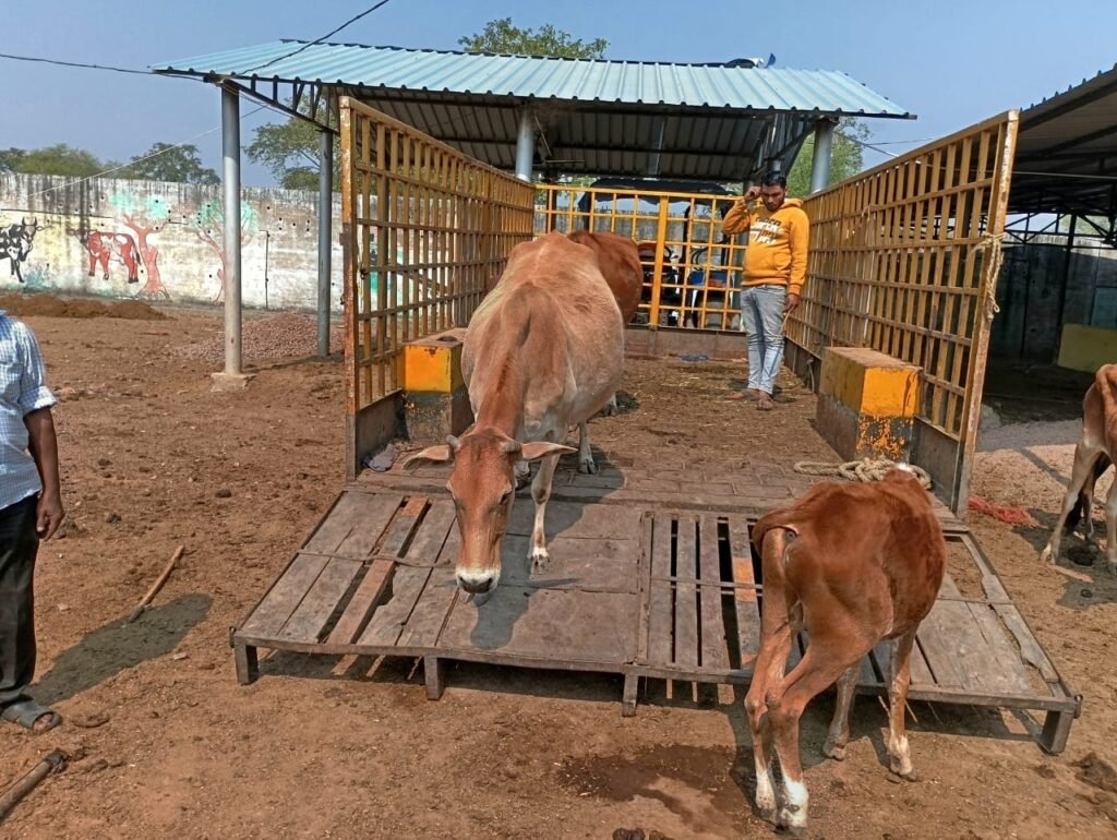 नगर निगम का मवेशी धर-पकड़ अभियान तेज, 8 मवेशी पकड़े गए