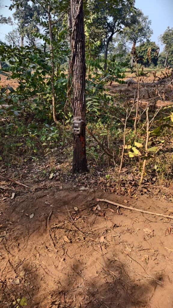 महाराष्ट्र सीमा के करीब मोहला-मानपुर जंगल में बाघ की आमद, वन महकमा अलर्ट