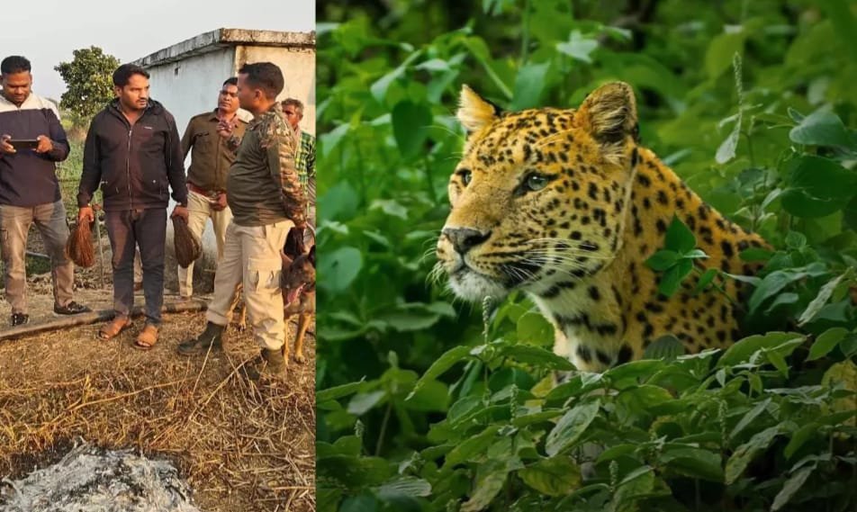 डोंगरगढ़ वन परिक्षेत्र में तेंदुआ मृत मिला, वन विभाग की कार्यप्रणाली पर उठे सवाल