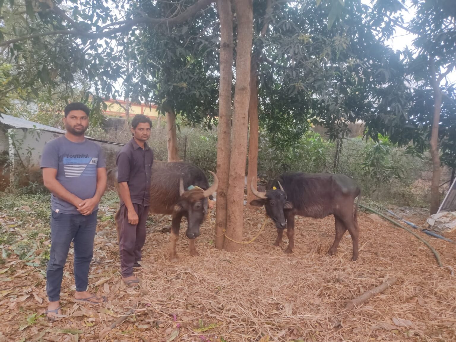 केसीजी पुलिस ने पशु तस्करों के खिलाफ कड़ी कार्रवाई, दो आरोपी गिरफ्तार